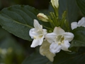 Weigela decora-1 Krzewuszka różnobarwna